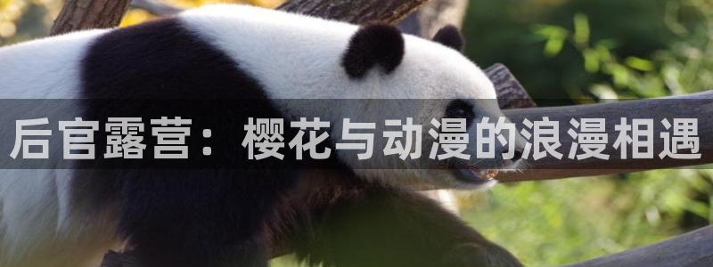 动漫之家下载动漫全免费：后官露营：樱花与动漫的浪漫相遇